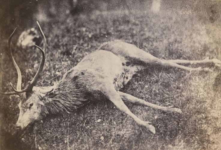 A stag shot by Prince Albert on Caochan, 3 October 1853