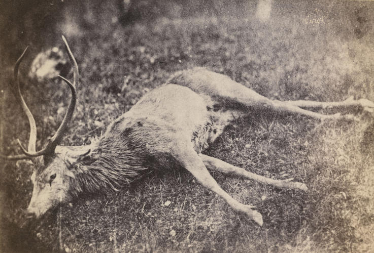 A stag shot by Prince Albert on Caochan, 3 October 1853 A stag shot by Prince Albert on Caochan, 3 October 1853