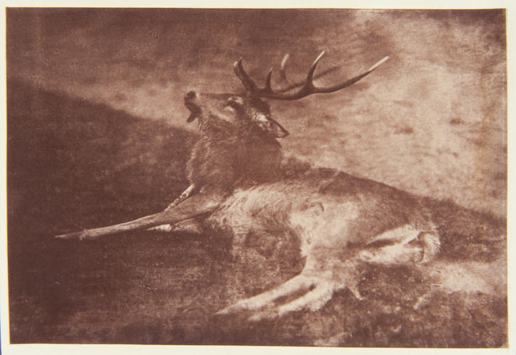 'A Stag shot on Craig Daiegn by the Prince'