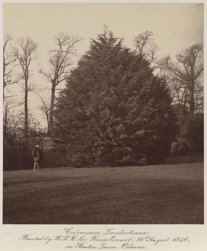 Cypressus Lambertiana [sic]. Planted by H. R. H. the Prince Consort, 26th August 1846. On Barton Lawn, Osborne