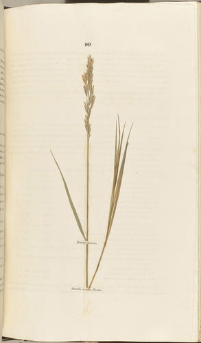Hortus Gramineus Woburnensis : or an account of the results of experiments on the produce and nutritive qualities of different grasses, and other plants . . . / by George Sinclair Hortus Gramineus Woburnensis : or an account of the results of experiments on the produce and nutritive qualities of different grasses, and other plants . . . / by George Sinclair