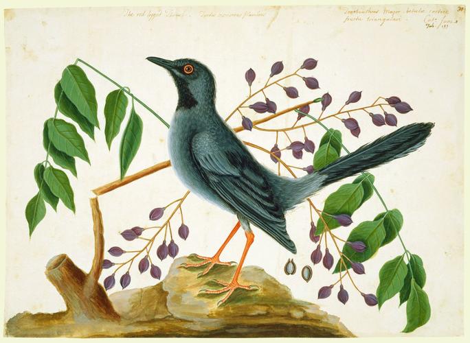 The Red-leg'd Thrush and the Gum-Elimy Tree
