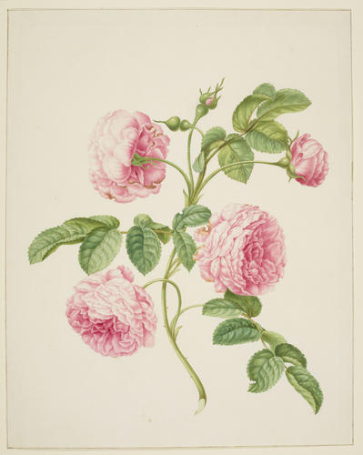 Provence Rose Provence Rose