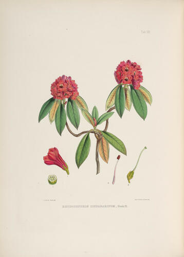 The Rhododendrons of Sikkim-Himalaya : being an account, botanical and geograhpical, of the rhododendrons recently discovered in the mountains of Eastern Himalaya, . . . / by Joseph Dalton Hooker ; edited by Sir W. J. Hooker