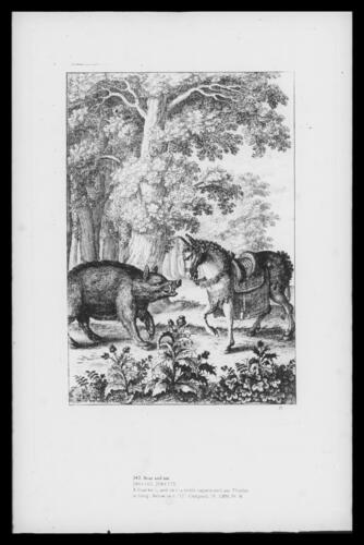 Boar and ass