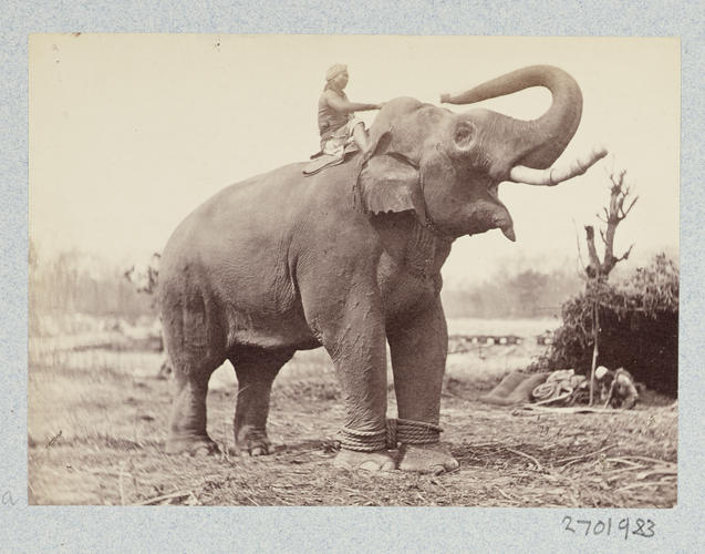 'Jung Pershad' (elephant): Prince of Wales Tour of India 1875-6 (vol. 6) 'Jung Pershad' (elephant): Prince of Wales Tour of India 1875-6 (vol. 6)