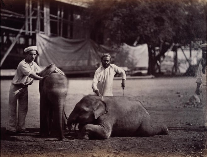 Two small elephants presented to HRH the Prince of Wales in India