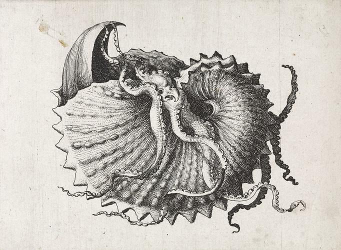 Nodose or knobbly paper nautilus (Argonauta nodosa Lightfoot, 1786)