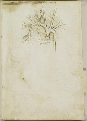 Recto: The arteries of the shoulder. Verso: The distribution of the right vagus and right phrenic nerves