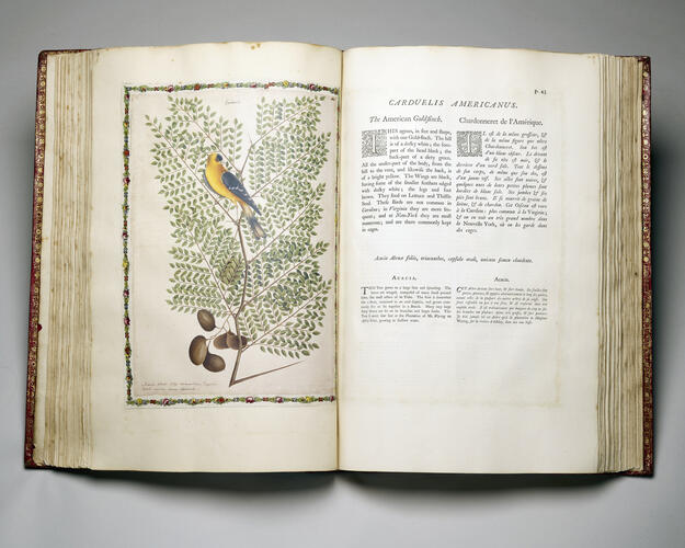 The Natural history of Carolina, Florida and the Bahama Islands : containing the figures of birds, beasts, fishes, serpents, insects and plants : particularly, the forest-trees, shrubs, and other plants. . . ; v. 1 / by Mark Catesby