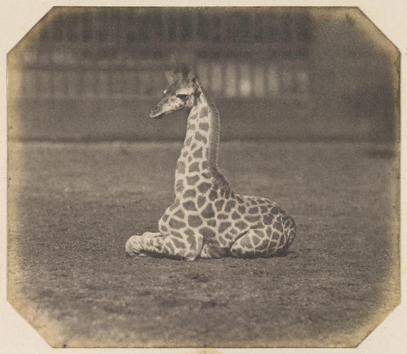 Giraffe (Nubian or Kordofan), London Zoo