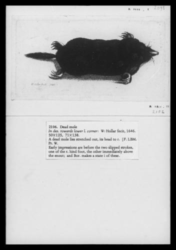 Dead Mole Dead Mole