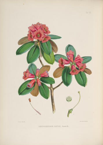 The Rhododendrons of Sikkim-Himalaya : being an account, botanical and geograhpical, of the rhododendrons recently discovered in the mountains of Eastern Himalaya, . . . / by Joseph Dalton Hooker ; edited by Sir W. J. Hooker