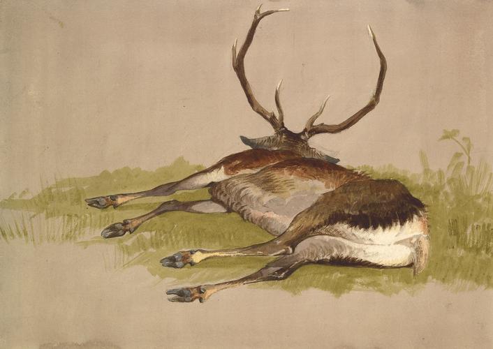 Dead stag shot on Carop Hill