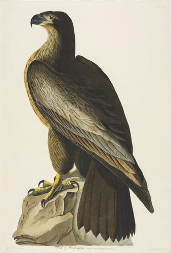 The Birds of America, from original drawings ; [v. 1] / by John James Audubon