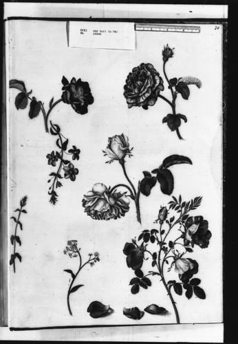 Velvet rose, unidentified rose, flaxleaf pimpernel, damask rose, water forget-me-not, and Austrian copper rose