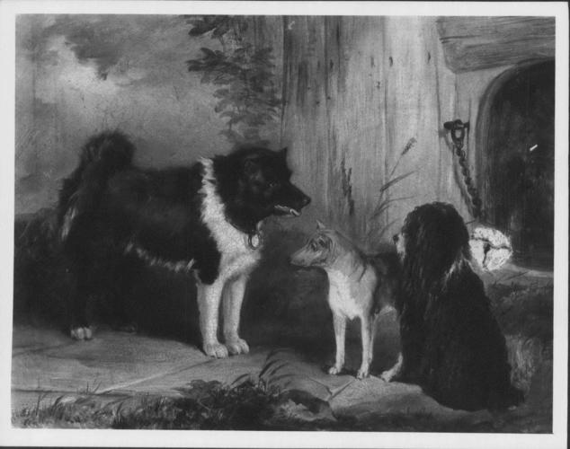 Three Dogs: An Eskimo Dog, A Basenji from the Niger and Nelson, a Poodle Three Dogs: An Eskimo Dog, A Basenji from the Niger and Nelson, a Poodle