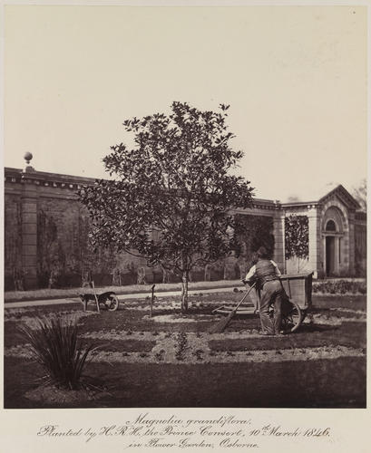 Magnolia grandiflora. Planted by H. R. H. the Prince Consort, 10th March 1846 in Flower Garden, Osborne