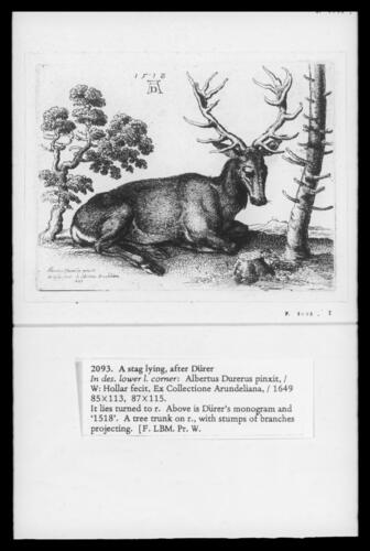 A Stag Lying, after Dürer A Stag Lying, after Dürer