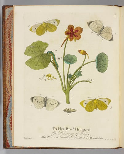 A Natural history of English insects / by Eleazar Albin A Natural history of English insects / by Eleazar Albin