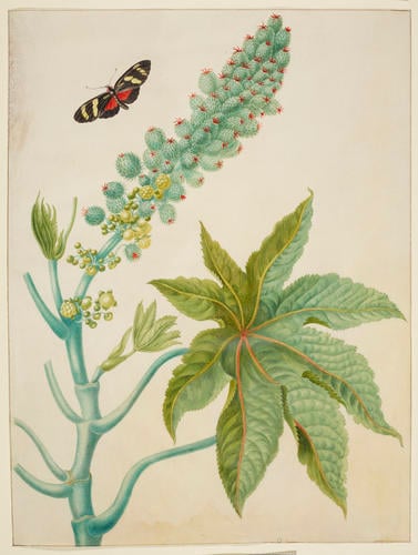 Castor Oil Plant with Ricini Longwing Butterfly Castor Oil Plant with Ricini Longwing Butterfly