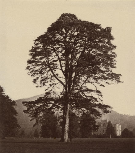 Fir tree at Inverary Castle