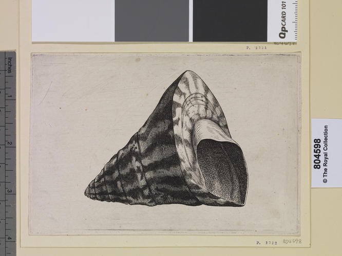 Commercial top-shell (Trochus niloticus)