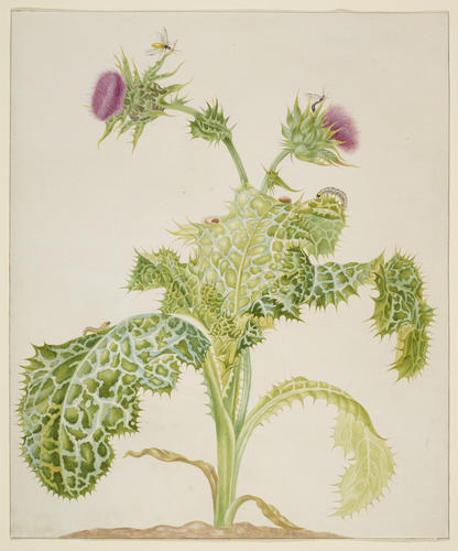 Milk Thistle Milk Thistle