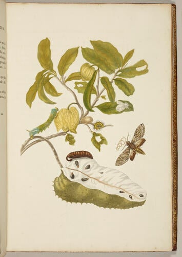 Metamorphosis insectorum Surinamensium. In qua erucae ac vermes Surinamenses, cum omnibus suis transformationibus, ad vivum delineatur & describuntur, singulis eorum in plantas, flores & fructus colloeatis, in quibus reperta sunt; tum etiam generatio ranarum, busonum rariorum, lacertarum, serpentatum, araconium & formicarium exhibitur, omnia in America ad virum naturalis magnitudinae picta atque descripta / per Mariam Sibyllam Merian Metamorphosis insectorum Surinamensium. In qua erucae ac vermes Surinamenses, cum omnibus suis transformationibus, ad vivum delineatur & describuntur, singulis eorum in plantas, flores & fructus colloeatis, in quibus reperta sunt; tum etiam generatio ranarum, busonum rariorum, lacertarum, serpentatum, araconium & formicarium exhibitur, omnia in America ad virum naturalis magnitudinae picta atque descripta / per Mariam Sibyllam Merian