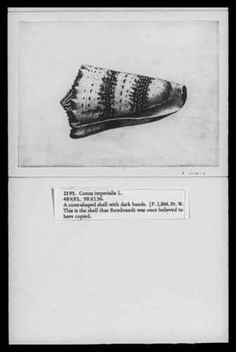 Imperial cone (Conus imperialis L. )