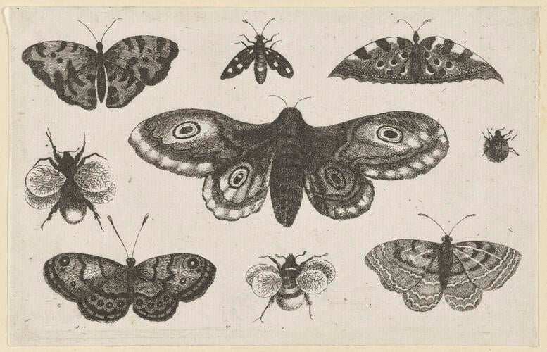 A Moth, Butterflies and Bees A Moth, Butterflies and Bees