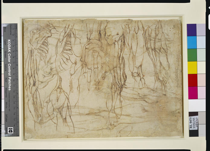 Anatomical studies of a male body