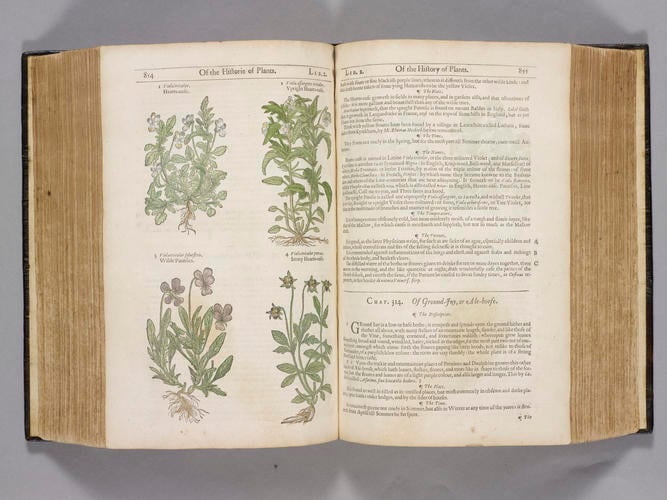The Herball, or, Generall historie of plantes, gathered by John Gerarde of London, Master in Chirurgerie . . . enlarged and emended by Thomas Johnson . .