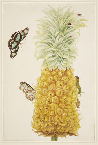 Ripe Pineapple with Dido Longwing Butterfly