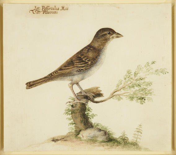 Italian sparrow, Passer Italiae (Vieillot 1817) Italian sparrow, Passer Italiae (Vieillot 1817)