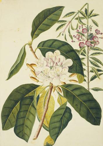 Chamaerhododendros lauri-folio and Chamaedaphne semper virens