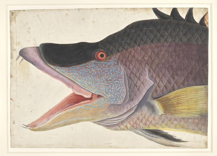 The Great Hog Fish