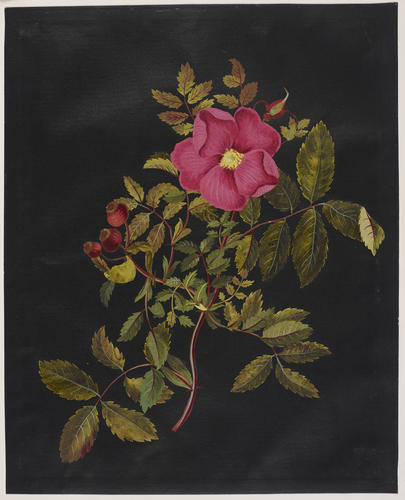 Carolina Rose