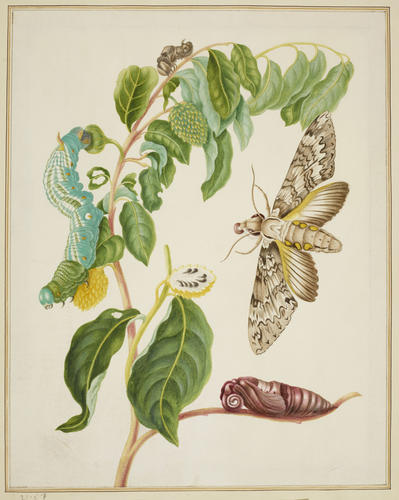Custard Apple with Sphinx Moth Custard Apple with Sphinx Moth