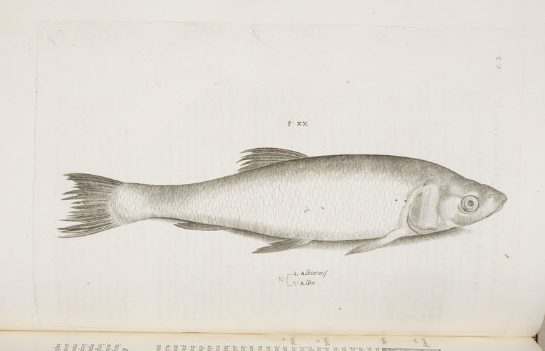 Aquatilium animalium historia / Hippolyto Salviano Aquatilium animalium historia / Hippolyto Salviano