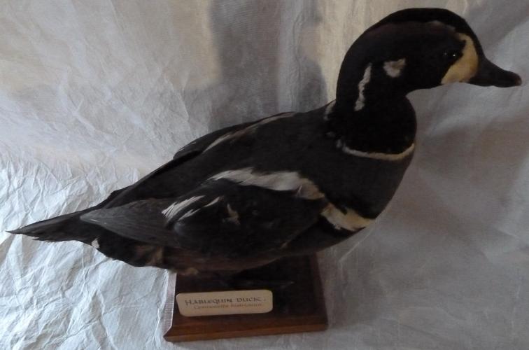 Harlequin duck (Cosmonetta histrionica)