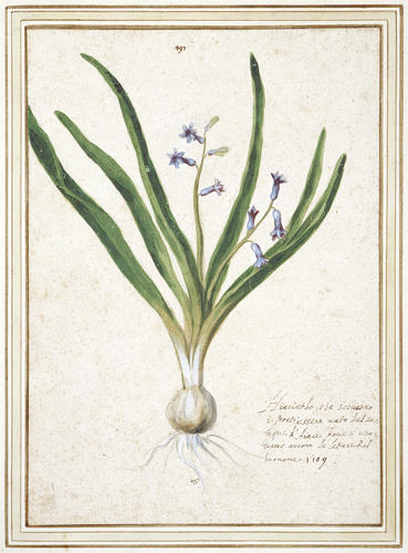 Hyacinth, Hyacinthus Orientalis L