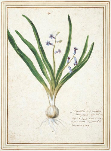 Hyacinth (Hyacinthus Orientalis L. )