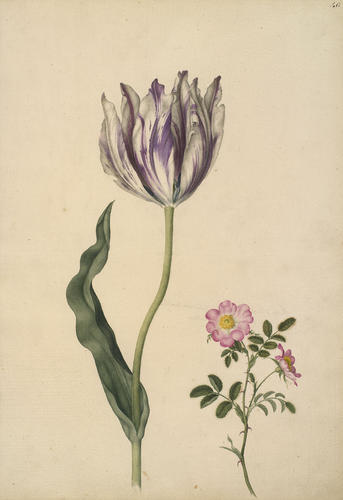 Tulip (Tulipa gesneriana L. ) with the sweet briar (Rosa rubiginosa L. )