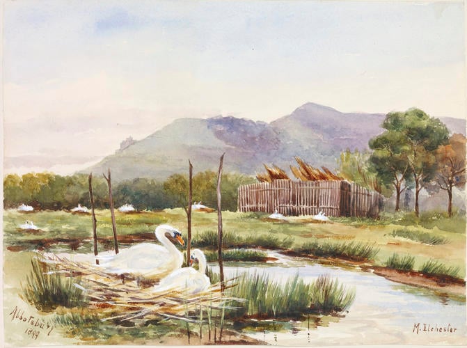 Abbotsbury: the Swannery [Connaught Album, Volume VIII, May 1899 - December 1900]