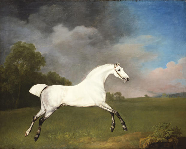 A Grey Horse