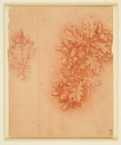 Sprigs of oak and dyer's greenweed Sprigs of oak and dyer's greenweed