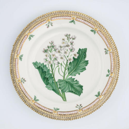 Master: Set of dinner plates
Item: Crambe maritima
