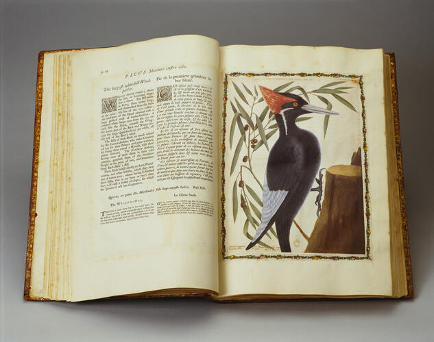 The Natural history of Carolina, Florida and the Bahama Islands : containing the figures of birds, beasts, fishes, serpents, insects and plants : particularly, the forest-trees, shrubs, and other plants. . . ; v. 1 / by Mark Catesby