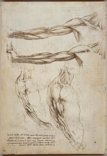 Recto: The bones of the foot, and the shoulder. Verso: The veins and muscles of the arm